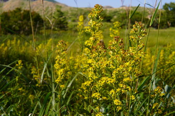 群生するミヤマアキノキリンソウ（Solidago virgaurea subsp. leiocarpa ）