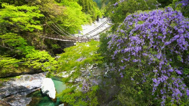 4K footage of Iya Kazura Bridge in Miyoshi City, Tokushima Prefecture, Japan