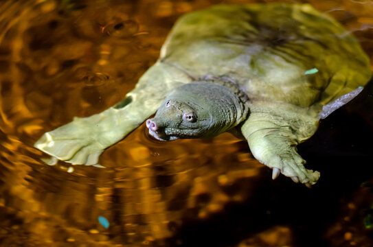 The Chinese softshell turtle (Pelodiscus sinensis)