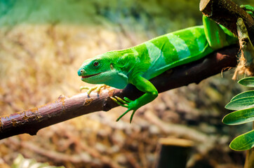 The Lau banded iguana (Brachylophus fasciatus)