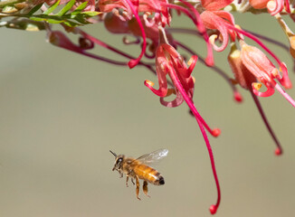 Western Honey Bee in flight