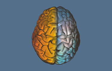 Brain hemispheres on top view illustration on blue BG
