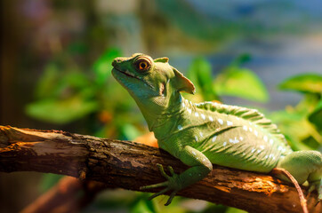 The common basilisk (Basiliscus basiliscus) is a species of lizard in the family Corytophanidae.