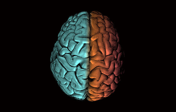 Brain hemispheres on top view illustration on black BG