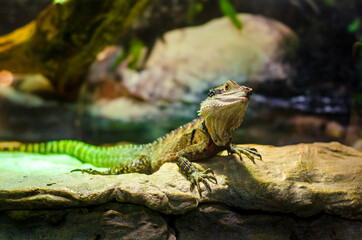 The Australian water dragon (Intellagama lesueurii)