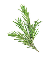 Fototapeta premium Rosemary isolated on white background