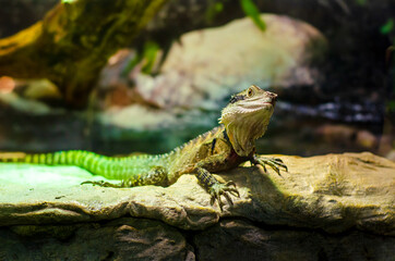 The Australian water dragon (Intellagama lesueurii)