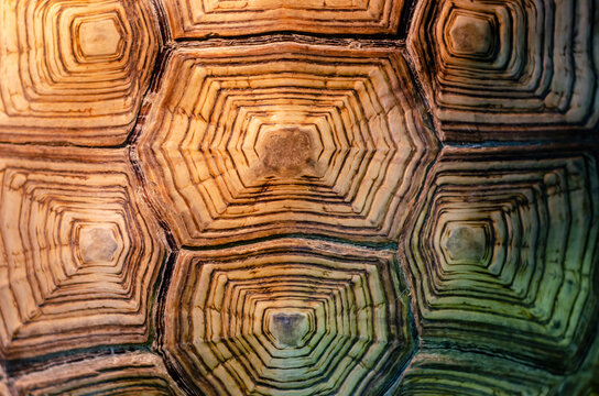 African spurred tortoise shell texture detail.