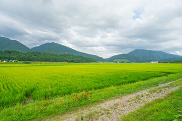 夏 田んぼ 田舎 田園 のどか 農作物