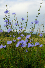 Die Wildblume Gemeine Wegwarte (lat.: Cichorium intybus) vor einer schönen Landschaft im Heintergrund