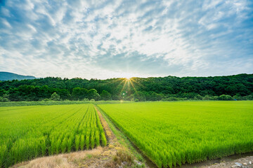 夏 田んぼ 田舎 田園 のどか 農作物
