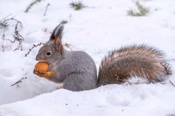 The squirrel sits on white snow with nut in winter.