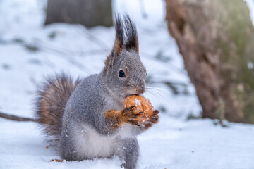 The squirrel sits on white snow with nut in winter.