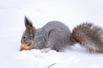 The squirrel sits on white snow with nut in winter.