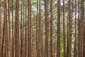 crowded trunks of trees in the forest of mount takao, tokyo, japan