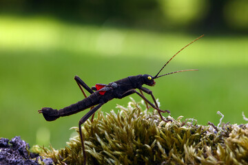 Stick insect Peruphasma schultei on dry wood with green background. Very colorful insects like a...