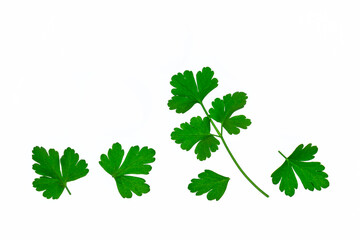 closeup of chopped Italian parsley leaves on white background with copy space above