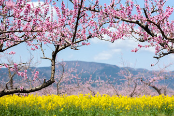 桃畑から半田山を望む