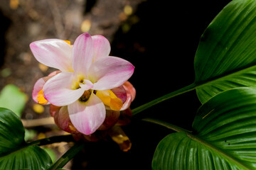 Fototapeta premium Siamese flowers blooming in the garden Taken close-up with the leaf background.
