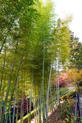 Obraz premium 竹林