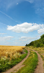 Sunny rural landscape with country road and ripe golden wheat field.