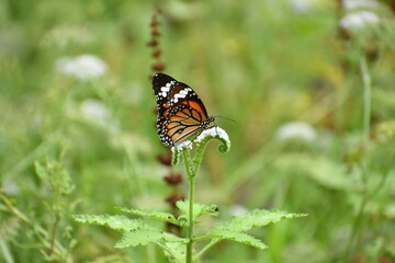butterfly on a flower
