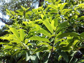 Leaves on a beautifully illuminated branch as the sun shines through the trees looking down at the sky