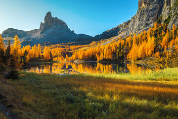 Colorful autumn larch forest and lake Federa in Dolomites, Italy