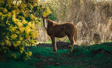 caballo en plena naturaleza