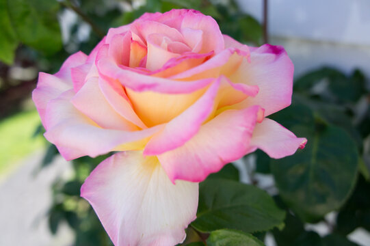 SONY DSC