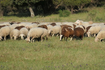 herd of sheep
