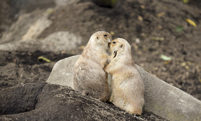 prairie dog on the ground