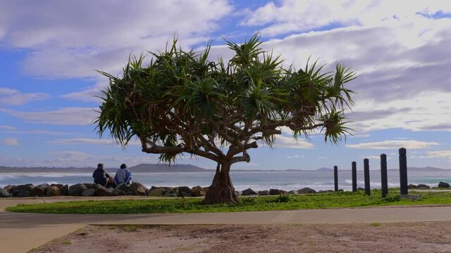 Pandanas Palm Tree With Couple Sitting On The Beach Coast During Summer - Surfing At Crescent Head - Sydney, NSW, Australia. - wide shot