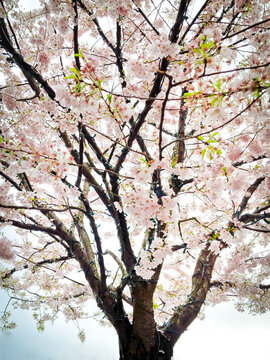 cherry blossom in spring
