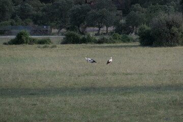 Obraz na płótnie Canvas geese in flight