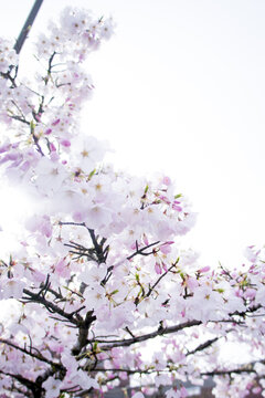 spring cherry blossom