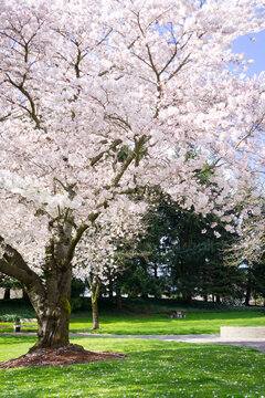 cherry blossom in spring