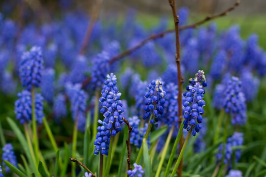 lavender flowers in the garden