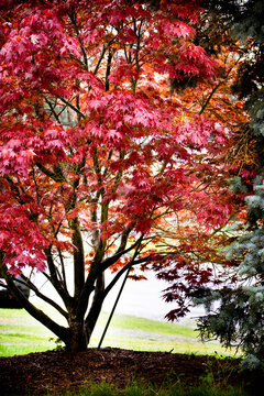 red maple tree