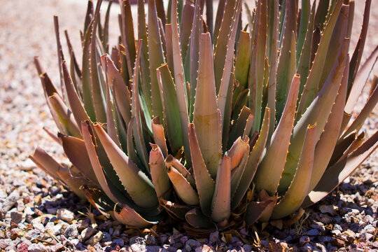 close up of cactus