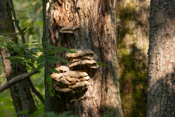 Old giant Sulphur Shelf