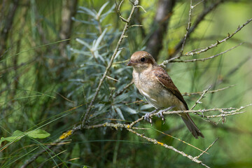 Red-backed Shrike (Lanius collurio) female