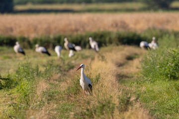 Fototapeta na wymiar Group of White Stork in meadow