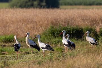Group of White Stork in meadow