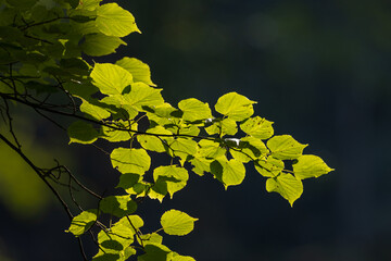 Small-leaved Lime(Tiliaa cordata) tree branch