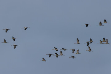 Common Crane (Grus grus) in flight
