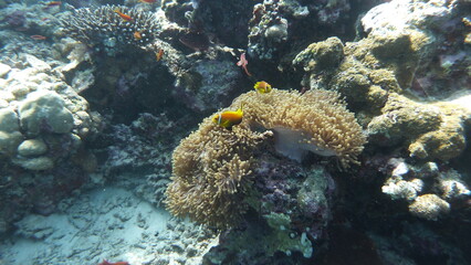 Unterwasserwelt Embudu