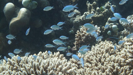 Unterwasserwelt Embudu