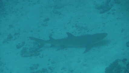 Unterwasserwelt Embudu