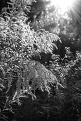 flowers in the morning sun in black and white Background image, vertical image. Summer flowers in the sun